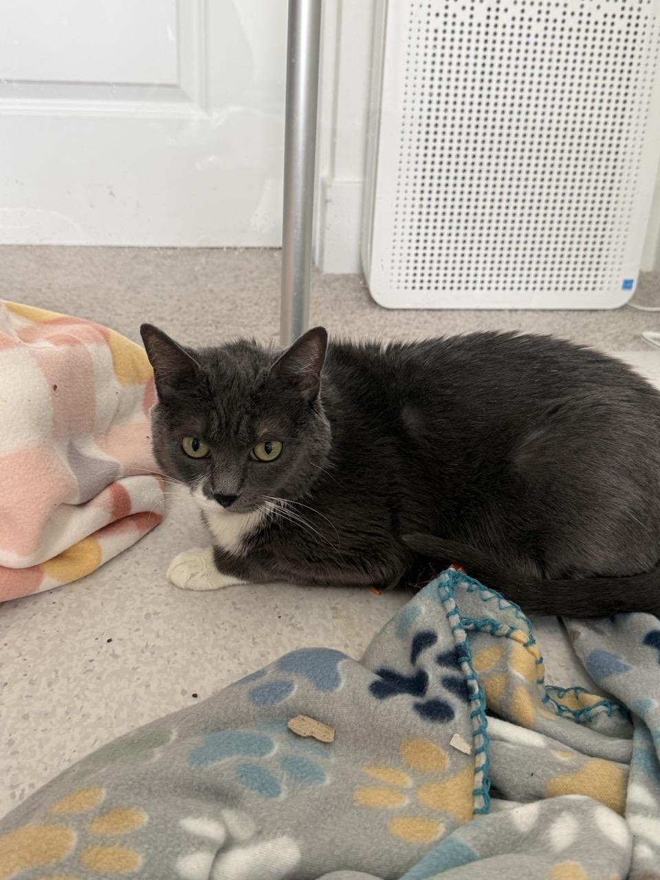 Olive, a ADOPTABLE Domestic Short Hair in Las Vegas, NV image 3/4
