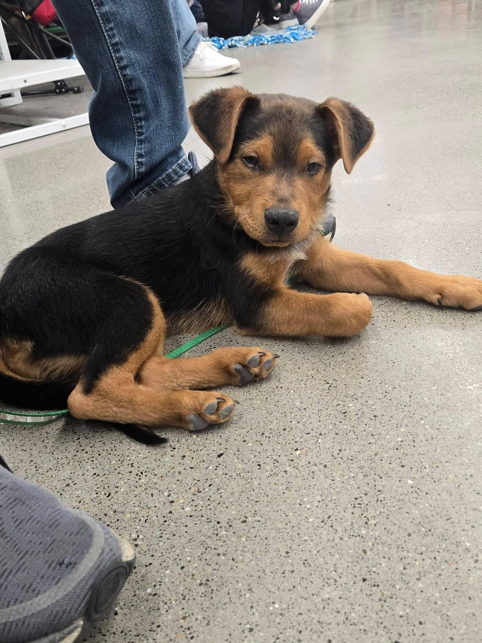 Finch, Adoptable, Puppy Male Terrier.