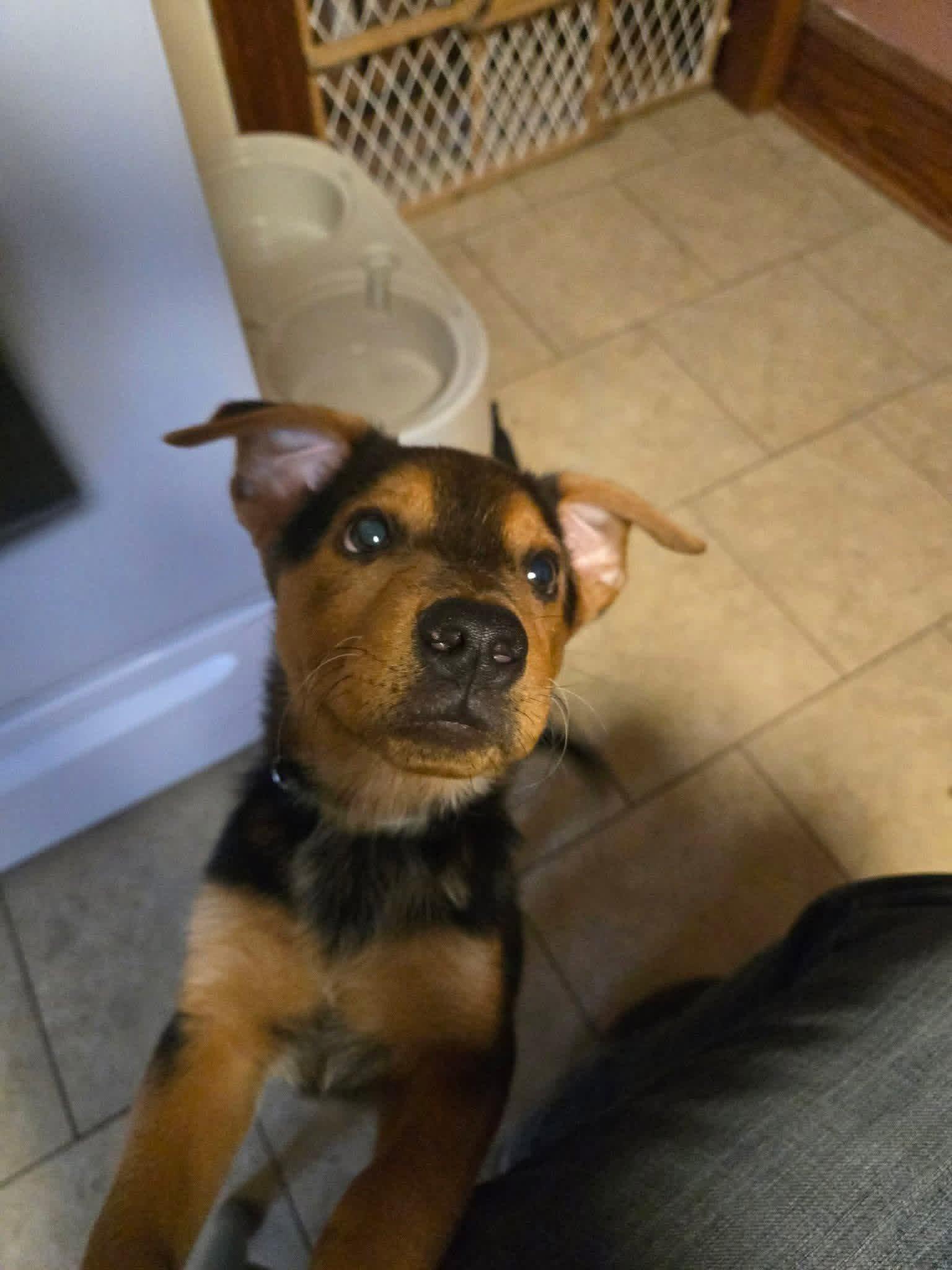 Enlarge Finch, a Adoptable Terrier in New London, WI image 1/1