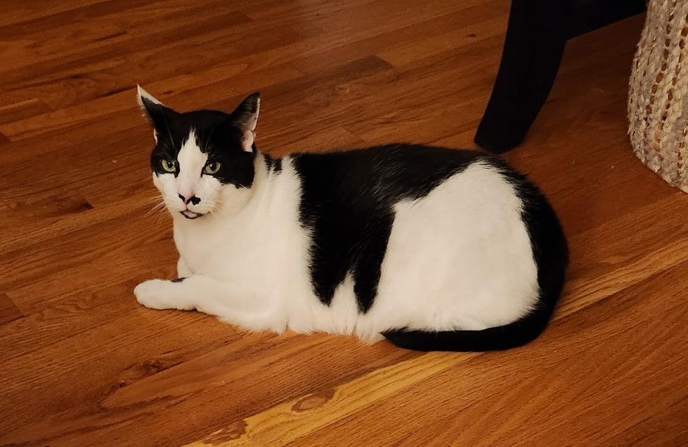 Oreo, Adoptable, Adult Male Domestic Short Hair.