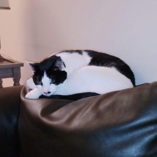 Oreo, Adoptable, Adult Male Domestic Short Hair.