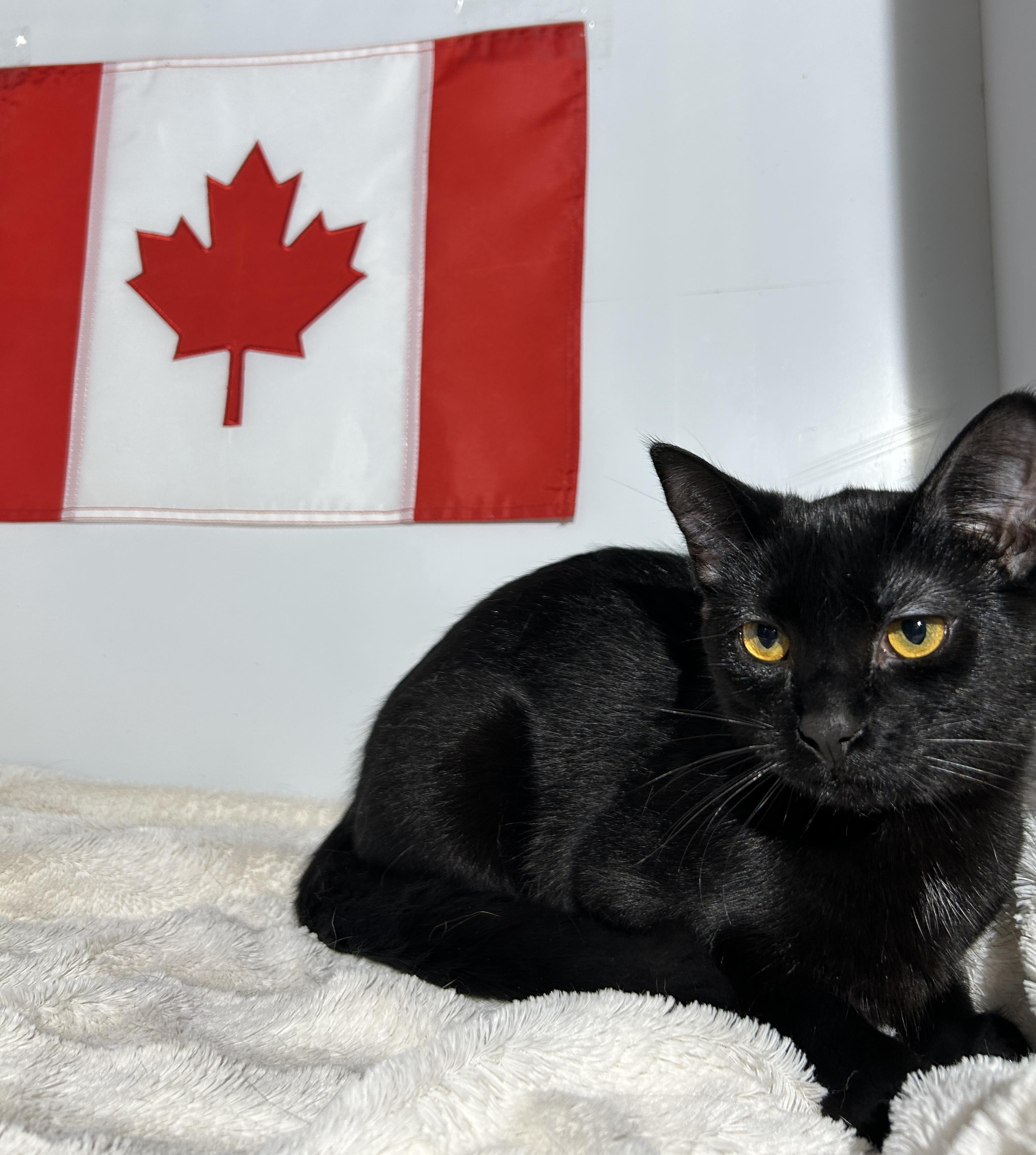 LOLLIPOP (bonded with GUMDROP)