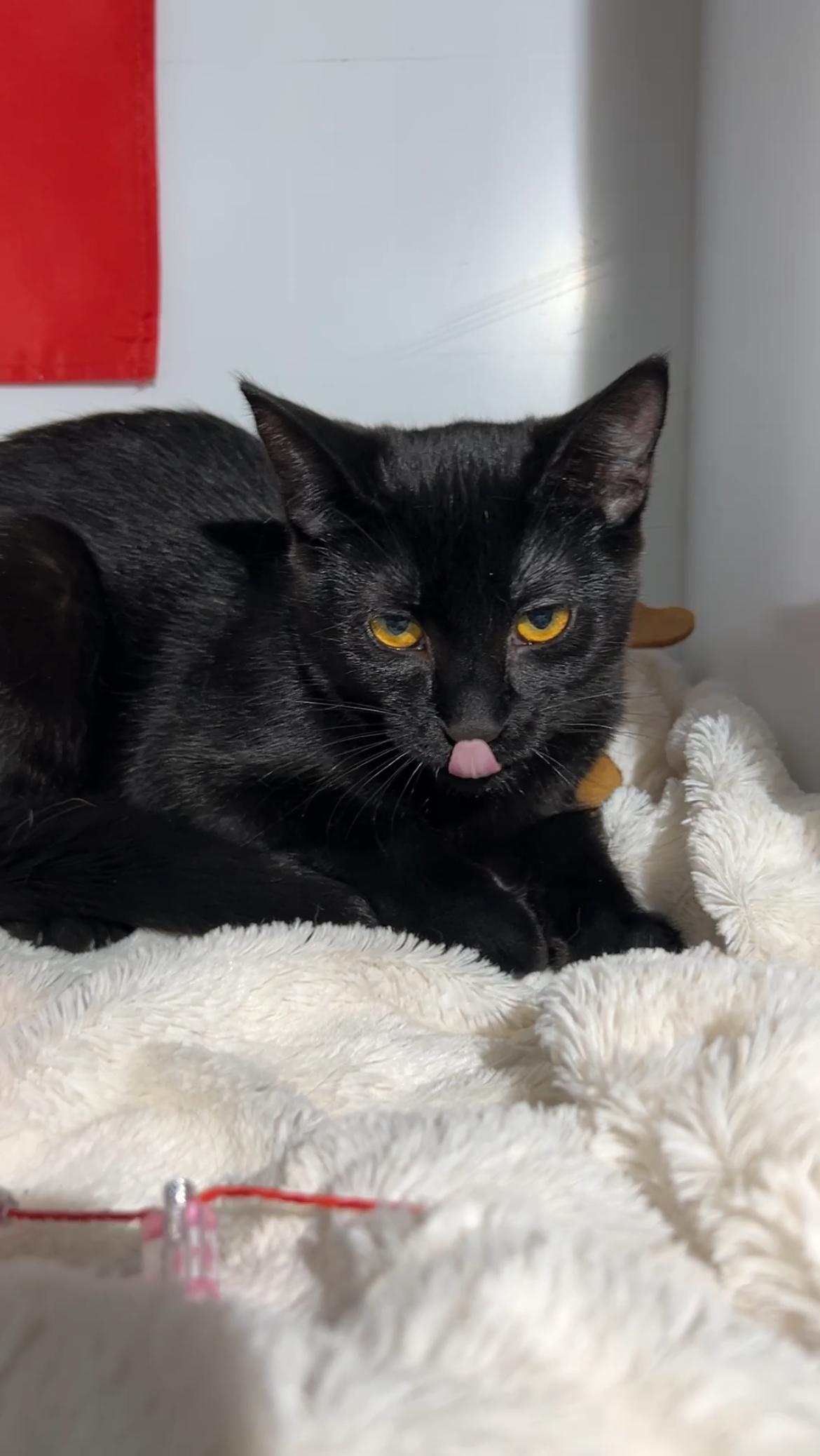 LOLLIPOP (bonded with GUMDROP)