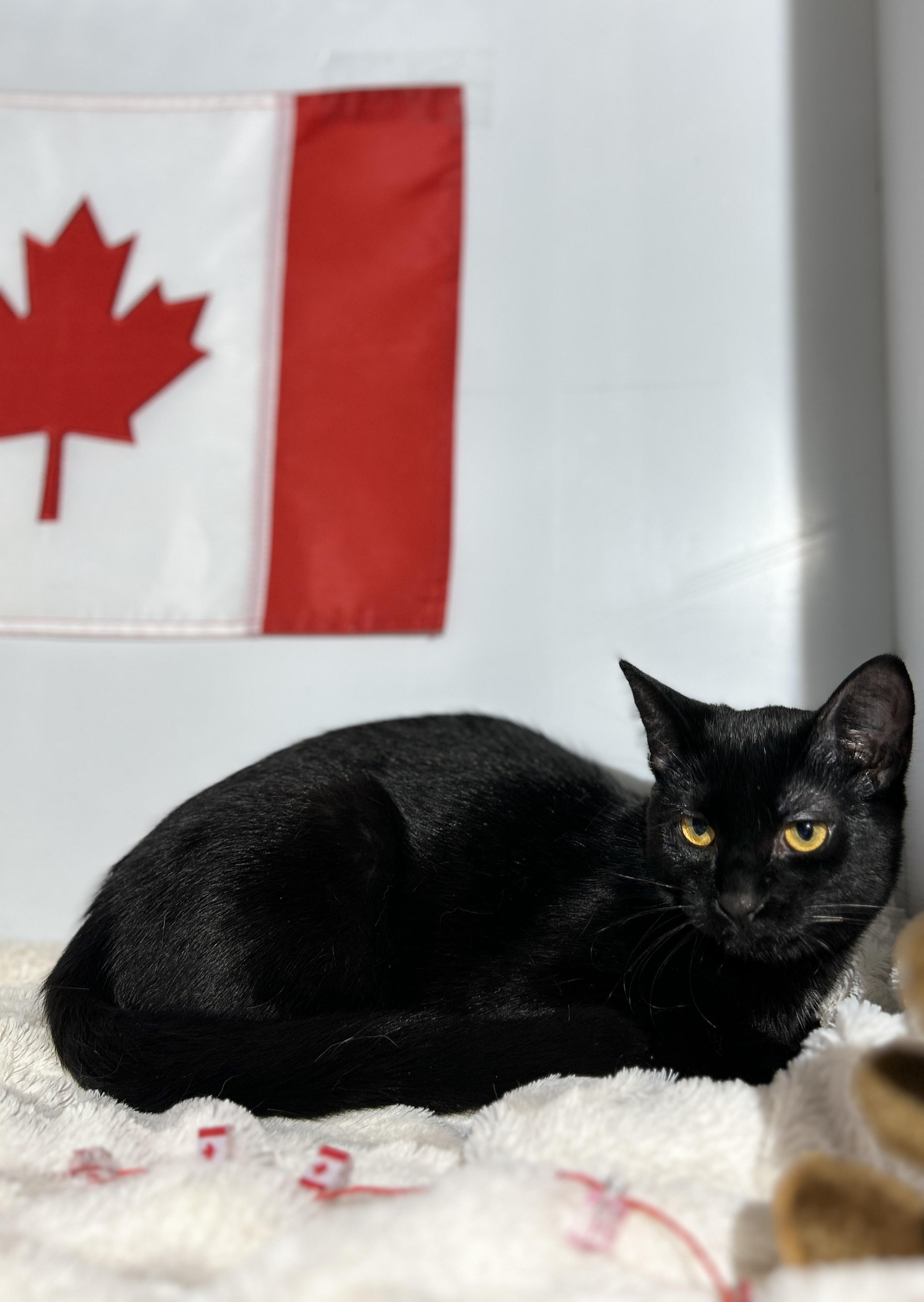 LOLLIPOP (bonded with GUMDROP)