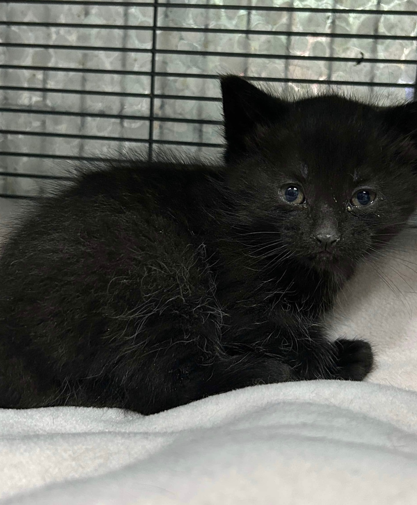 LOLLIPOP (bonded with GUMDROP)