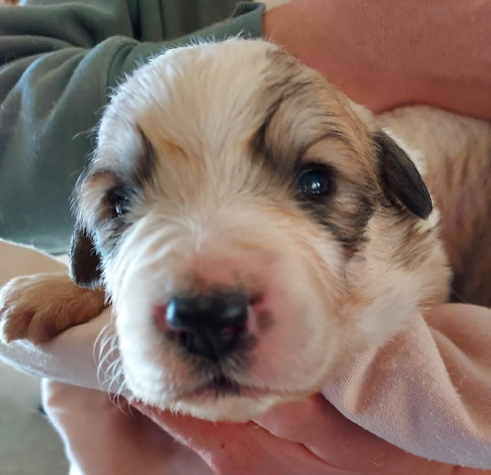 Bella, a Adoptable Great Pyrenees in GUERNSEY, WY image 1/5