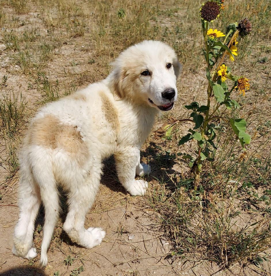 Bella, a Adoptable Great Pyrenees in GUERNSEY, WY image 2/5