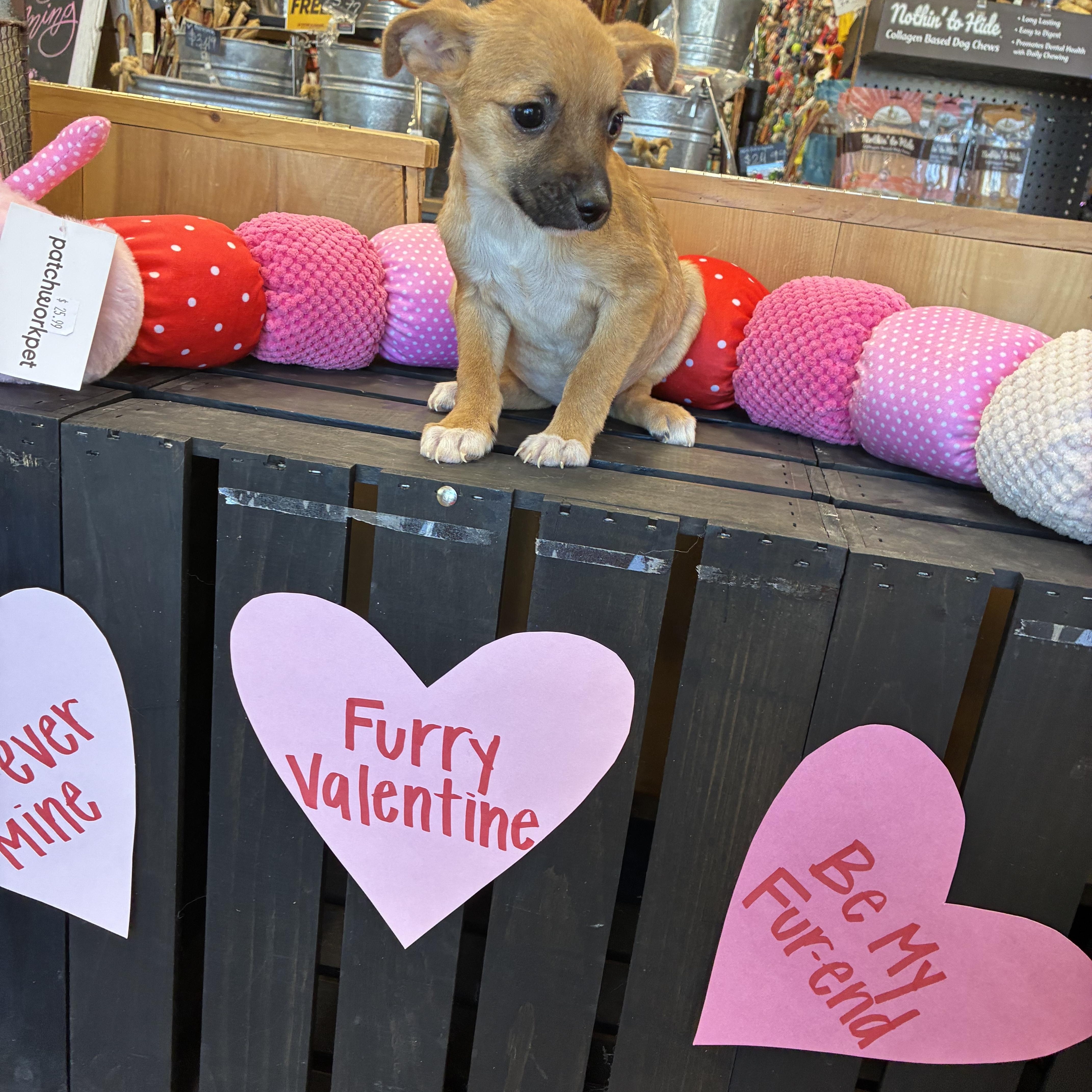 Edinburgh puppies, an adopted mixed breed in Plano, TX image 3/5