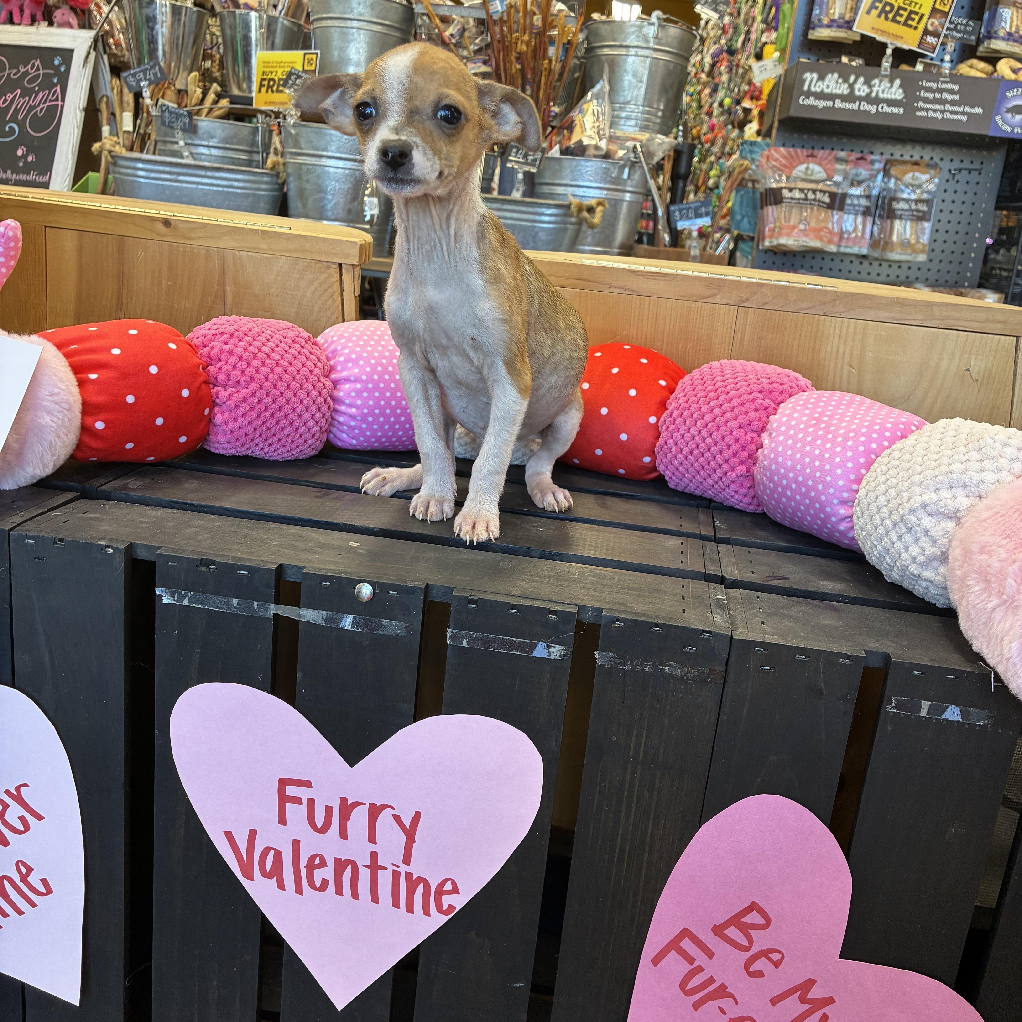 Edinburgh puppies, an adopted mixed breed in Plano, TX image 2/5