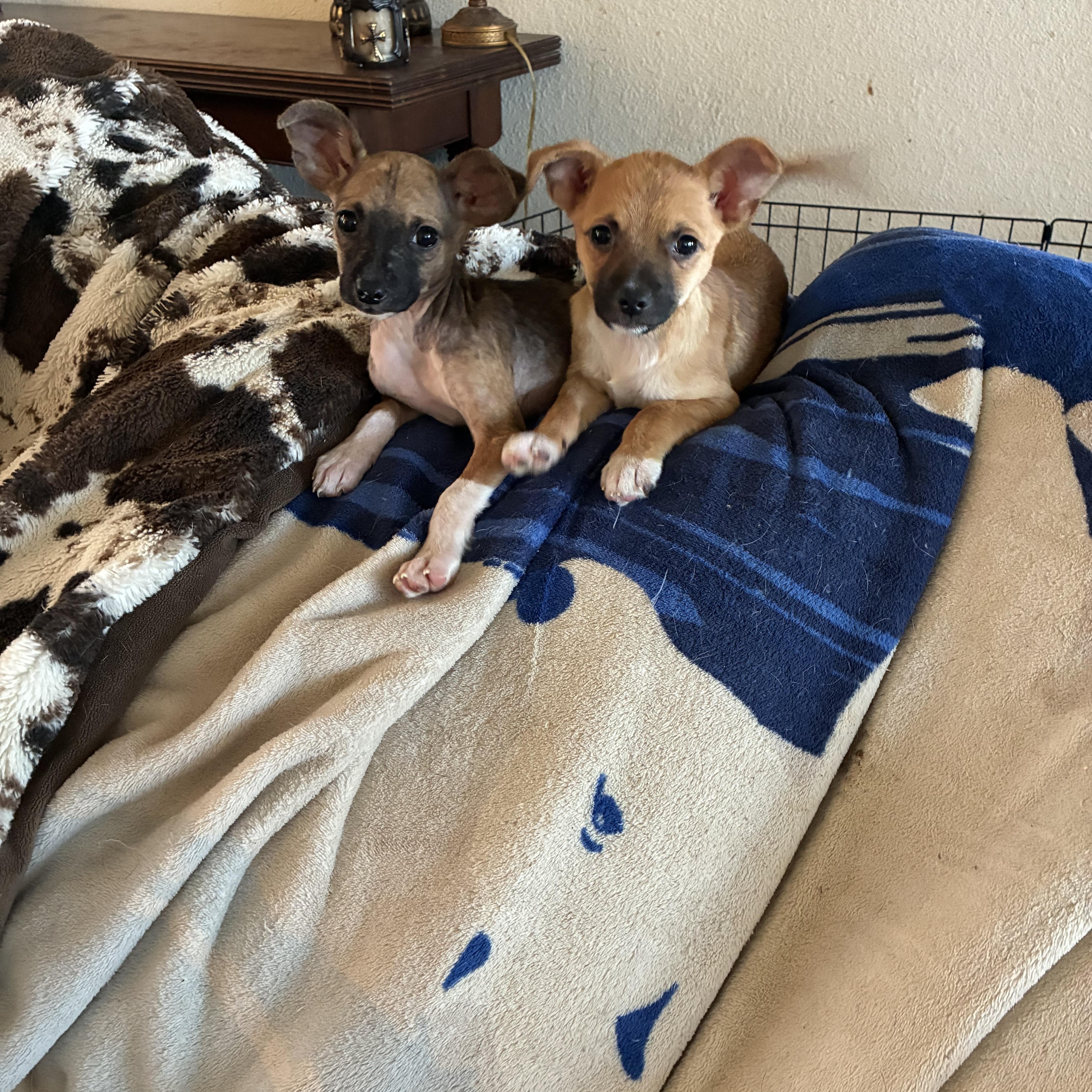 Edinburgh puppies, an adopted mixed breed in Plano, TX image 4/5