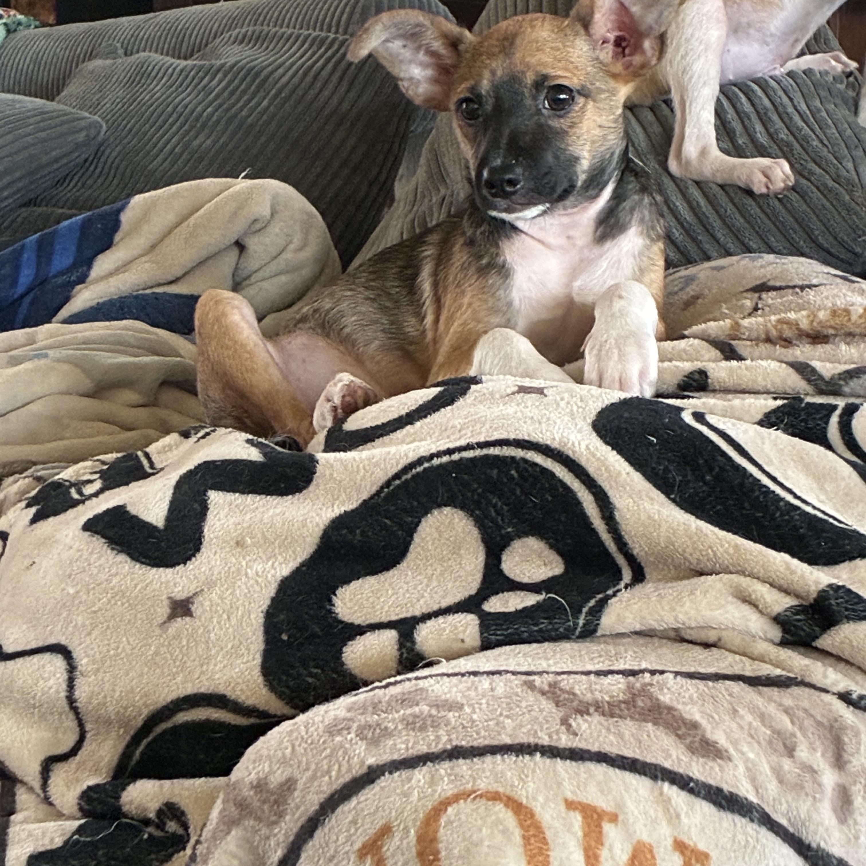 Edinburgh puppies, an adopted mixed breed in Plano, TX image 5/5