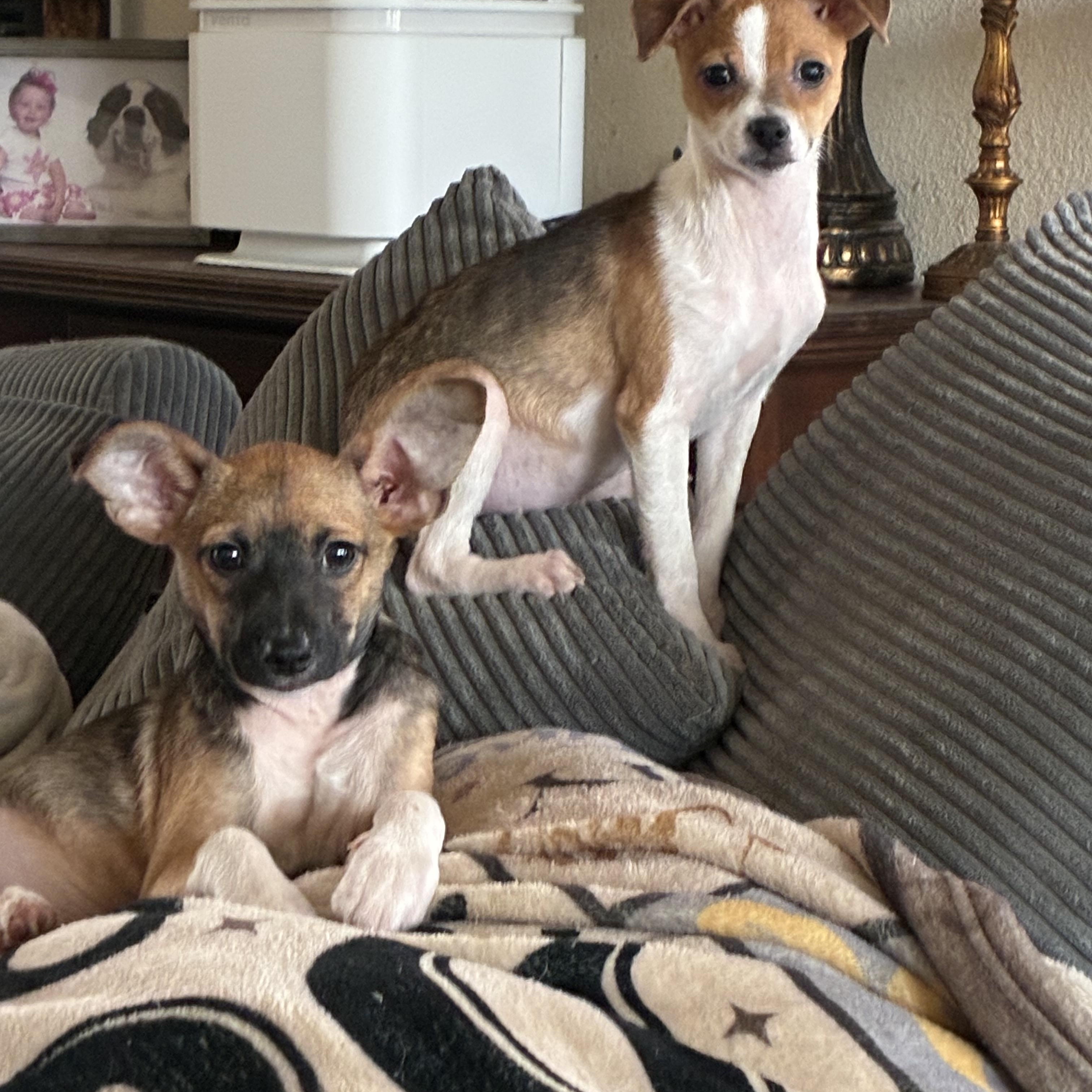 Edinburgh puppies, an adopted mixed breed in Plano, TX image 1/5