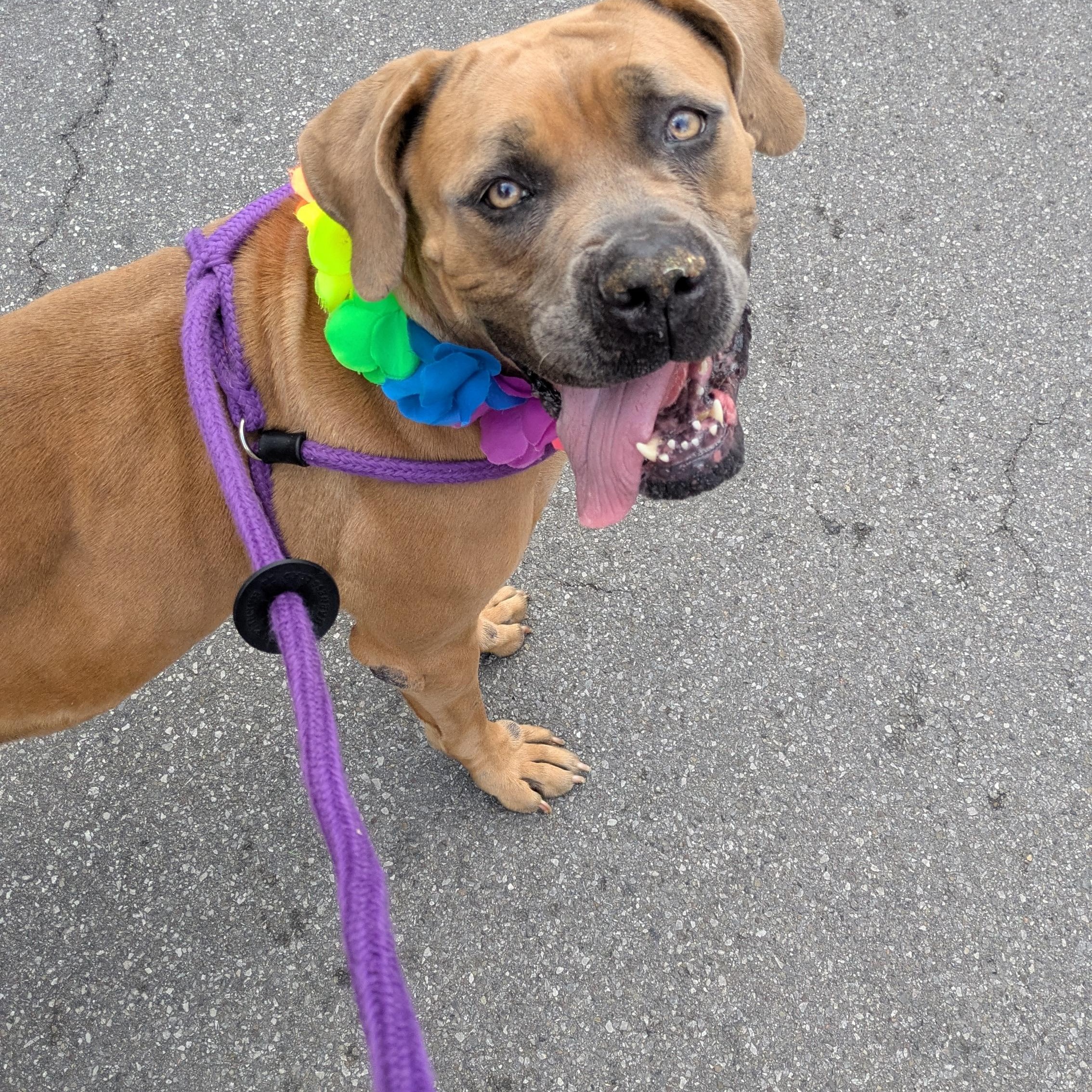 Megan, ADOPTABLE, Adult Female Boerboel.
