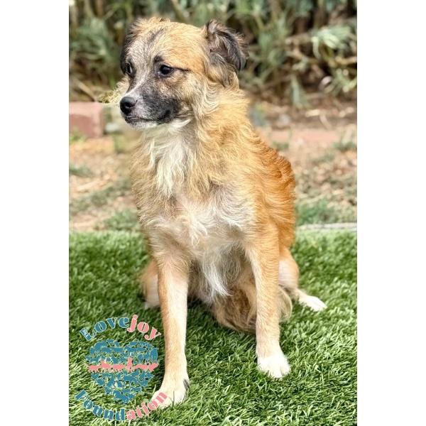 Winston HB, a ADOPTABLE mixed breed in Inglewood, CA image 5/5