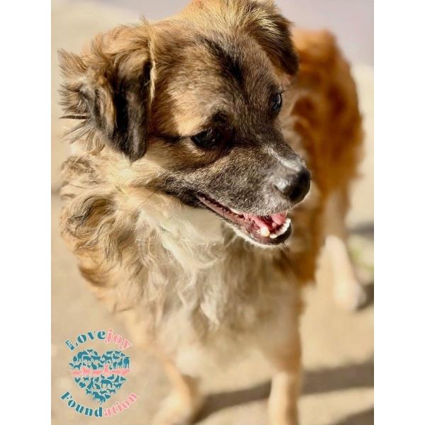 Winston HB, a ADOPTABLE mixed breed in Inglewood, CA image 3/5