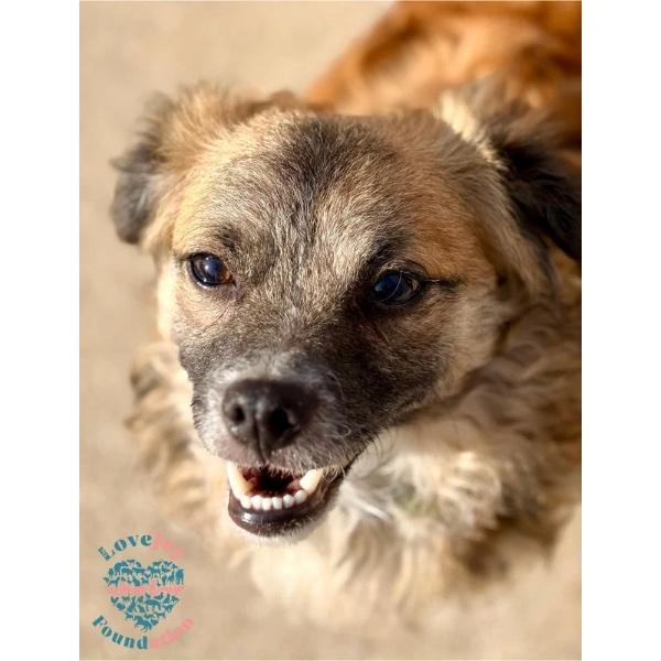 Winston HB, a ADOPTABLE mixed breed in Inglewood, CA image 2/5