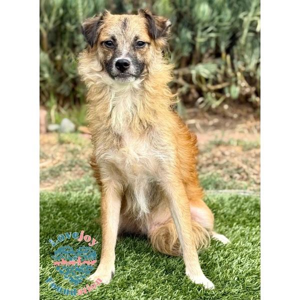 Winston HB, a ADOPTABLE mixed breed in Inglewood, CA image 4/5