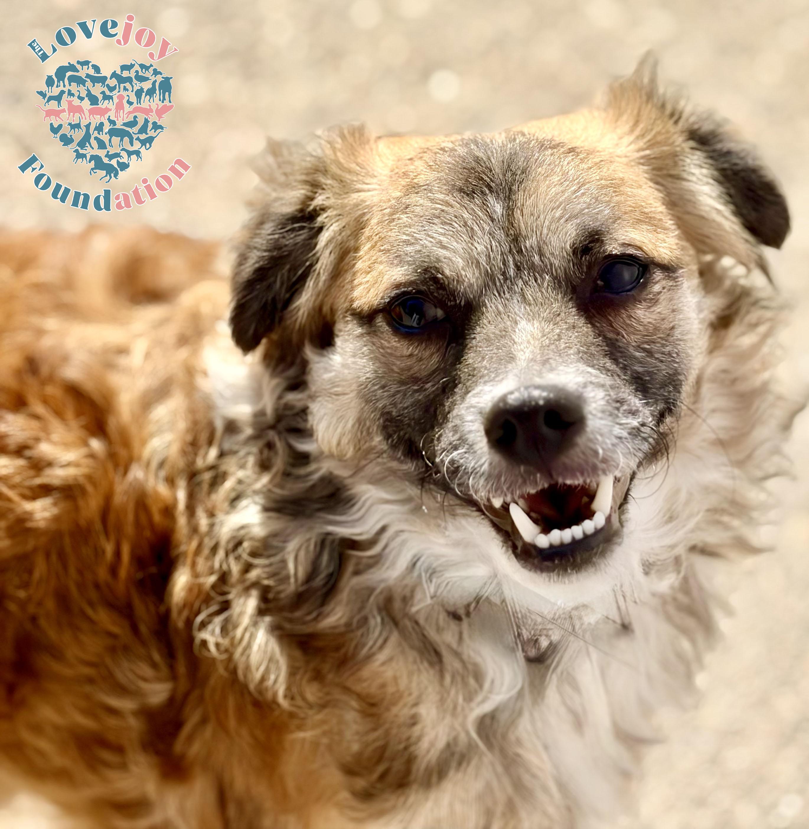 Winston HB, ADOPTABLE, Young Male Border Terrier.