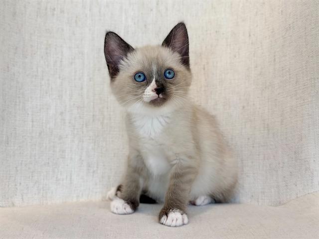 ERIK, Adoptable, Kitten Male Domestic Short Hair & Snowshoe.