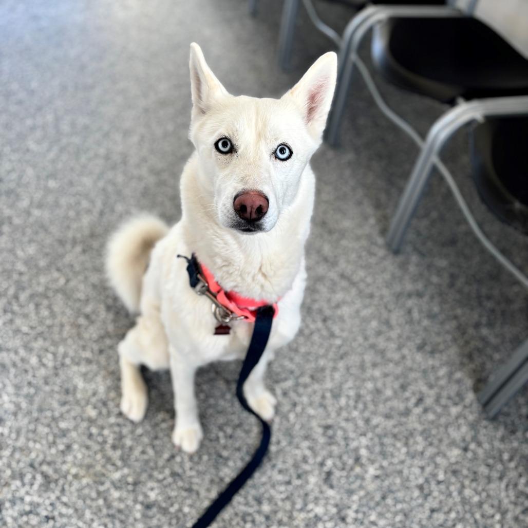 Frosty (Nyla), Adoptable, Adult Female Husky & Mixed Breed.