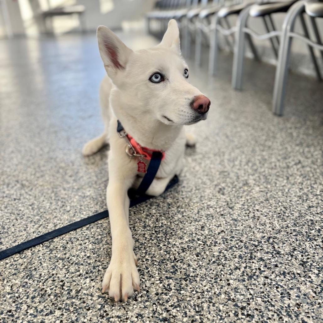 Enlarge Frosty (Nyla), a Adoptable mixed breed in Great Falls, MT image 2/2