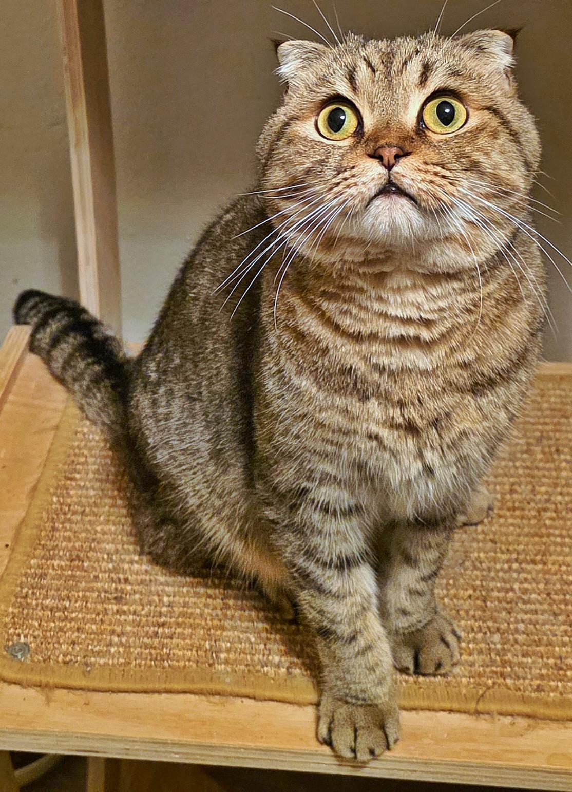 Cappuccino, a Adoptable Scottish Fold in Converse, TX image 5/6