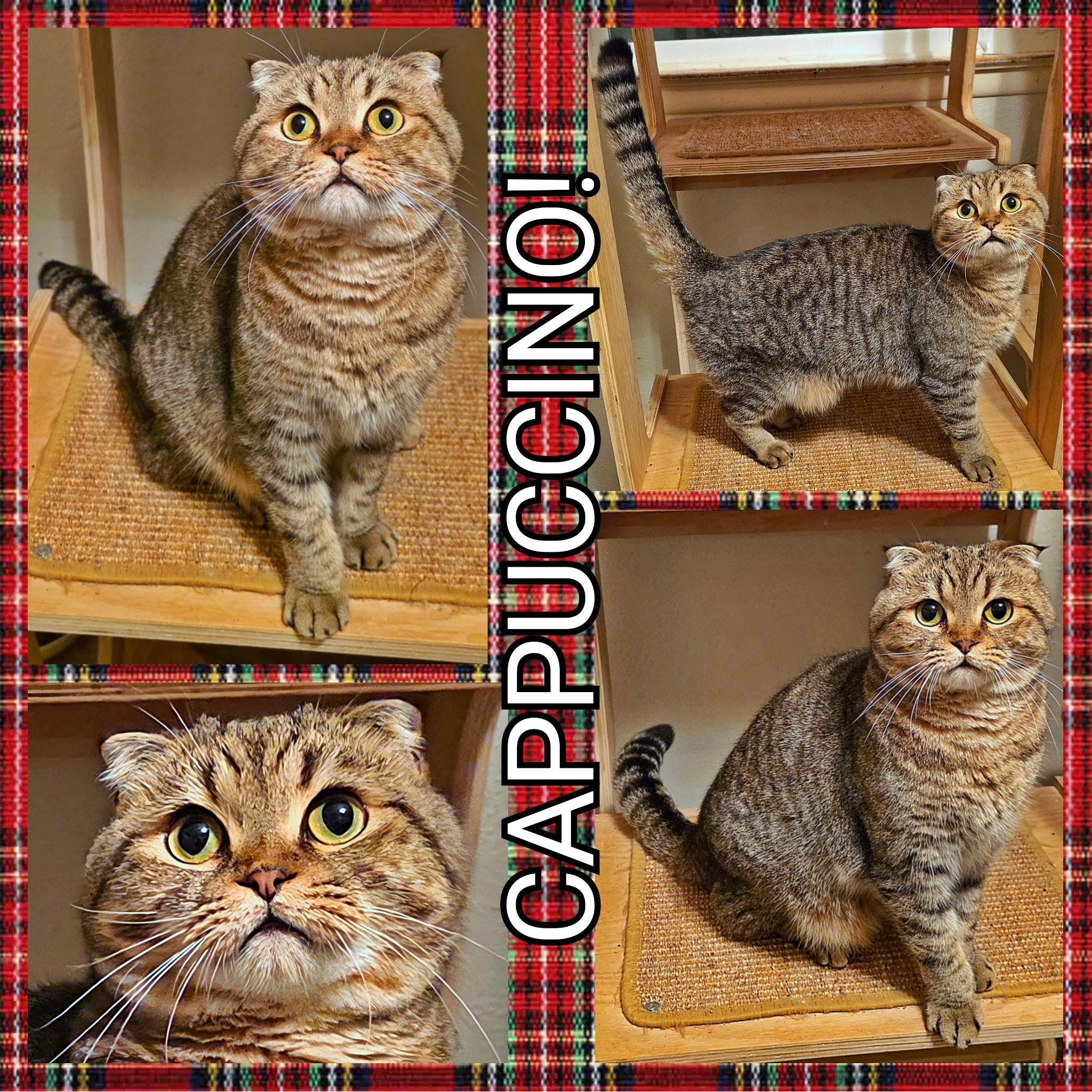 Cappuccino, a Adoptable Scottish Fold in Converse, TX image 6/6