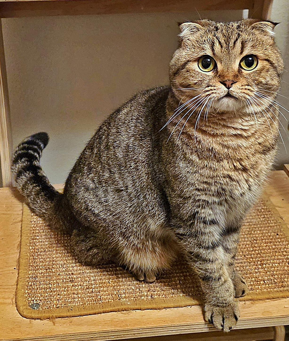 Cappuccino, a Adoptable Scottish Fold in Converse, TX image 3/6