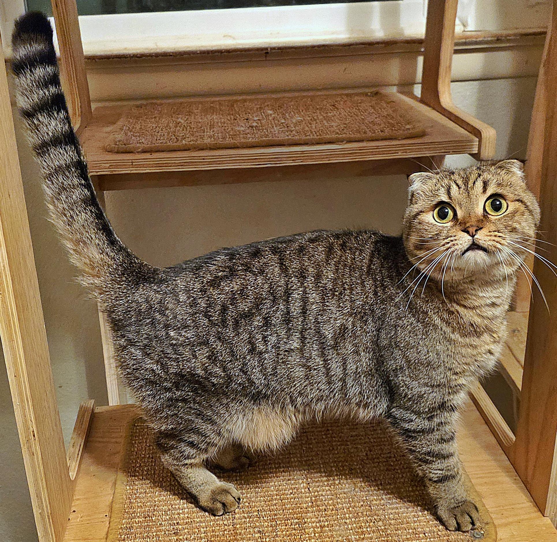 Cappuccino, a Adoptable Scottish Fold in Converse, TX image 2/6