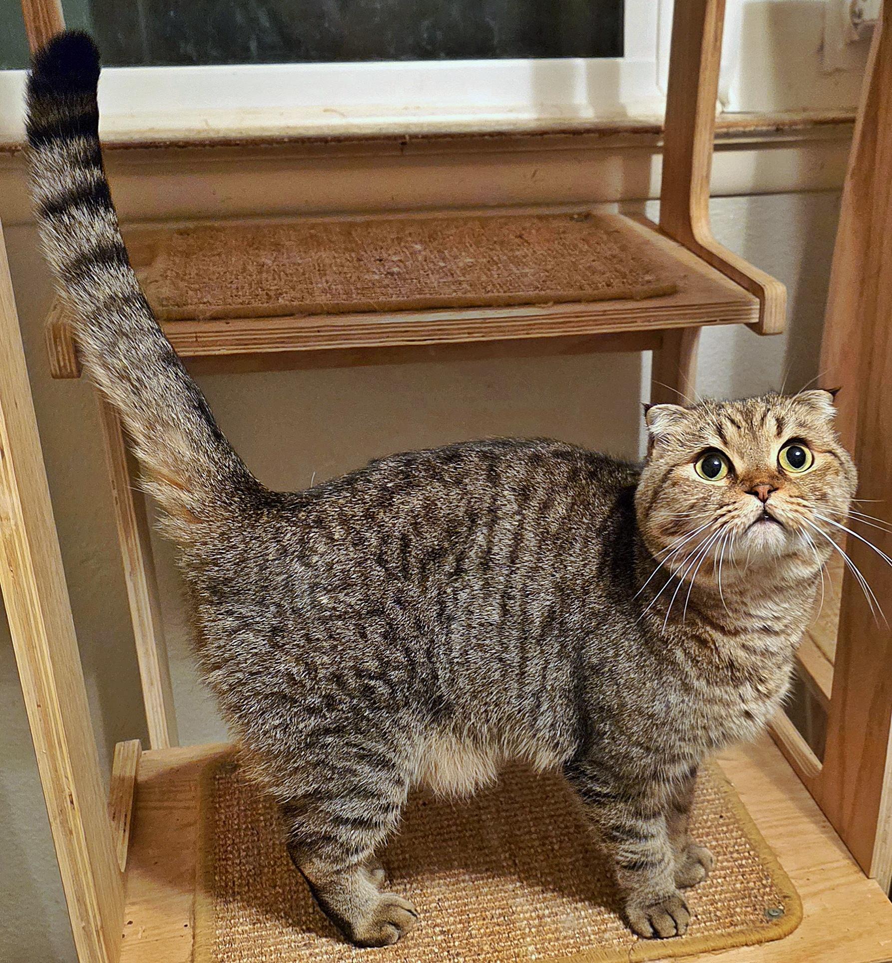 Cappuccino, a Adoptable Scottish Fold in Converse, TX image 4/6