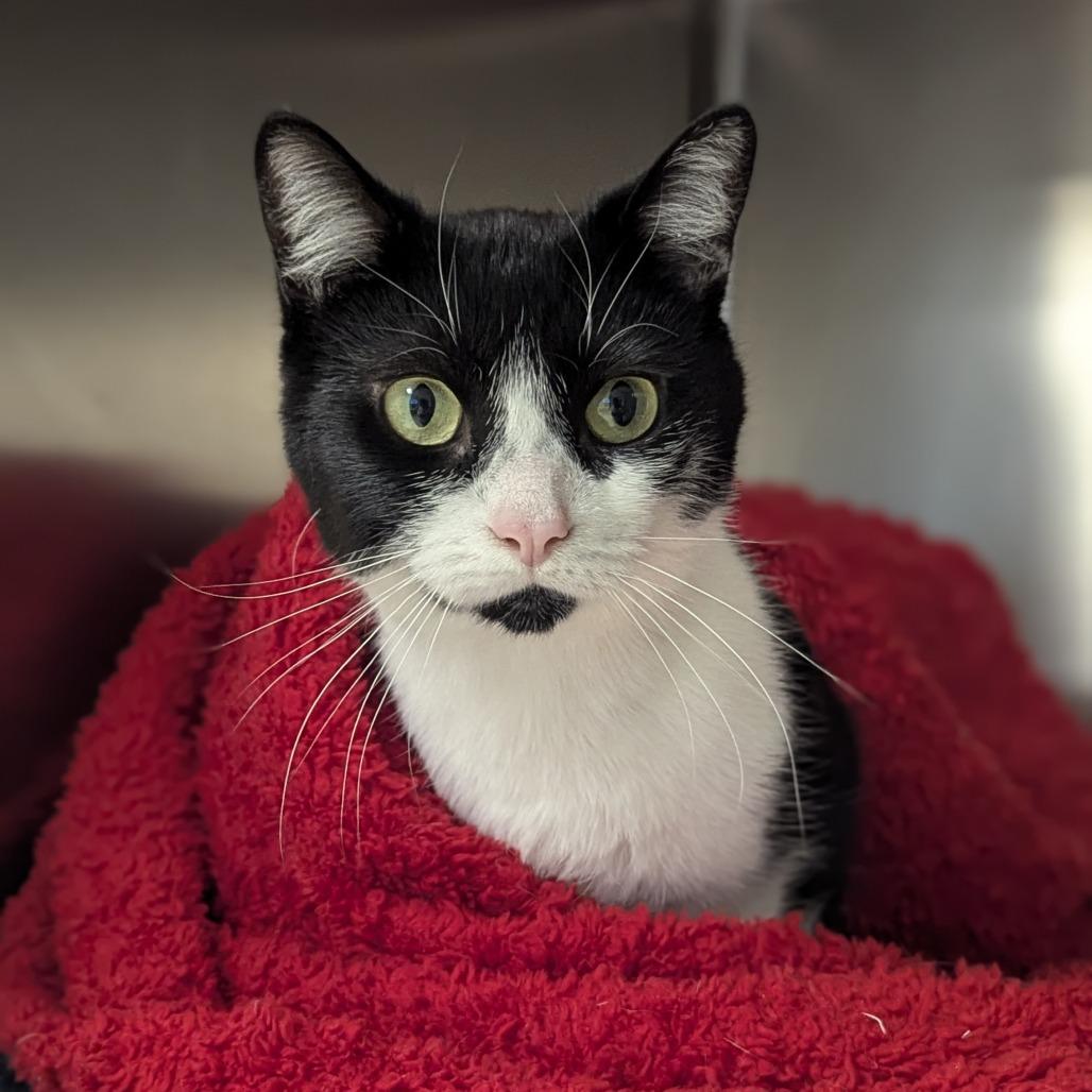 Enlarge Oreo, an adoptable Domestic Short Hair in Fenton, MI image 2/3