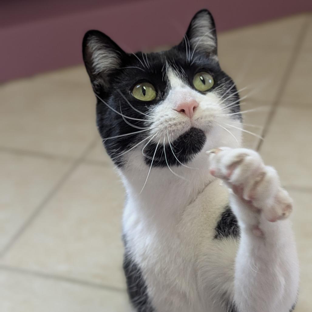 Enlarge Oreo, an adoptable Domestic Short Hair in Fenton, MI image 1/3