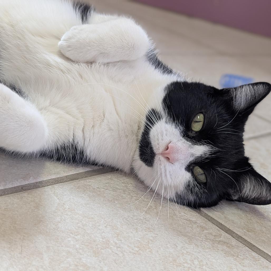 Enlarge Oreo, an adoptable Domestic Short Hair in Fenton, MI image 3/3