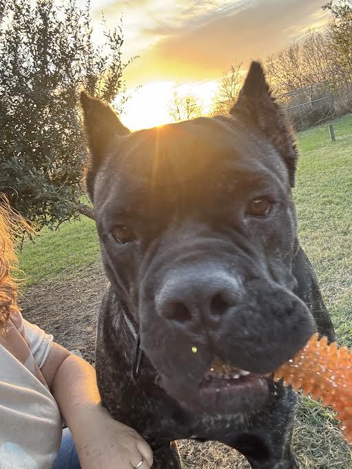 Groot , ADOPTABLE, Young Male Cane Corso.