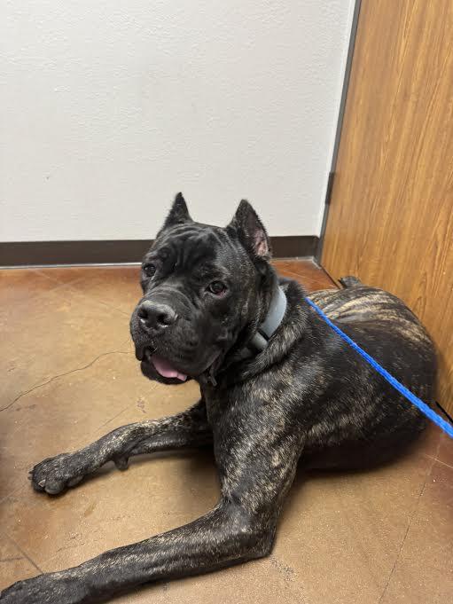 Enlarge Groot , a ADOPTABLE Cane Corso in Bay City, TX image 2/2