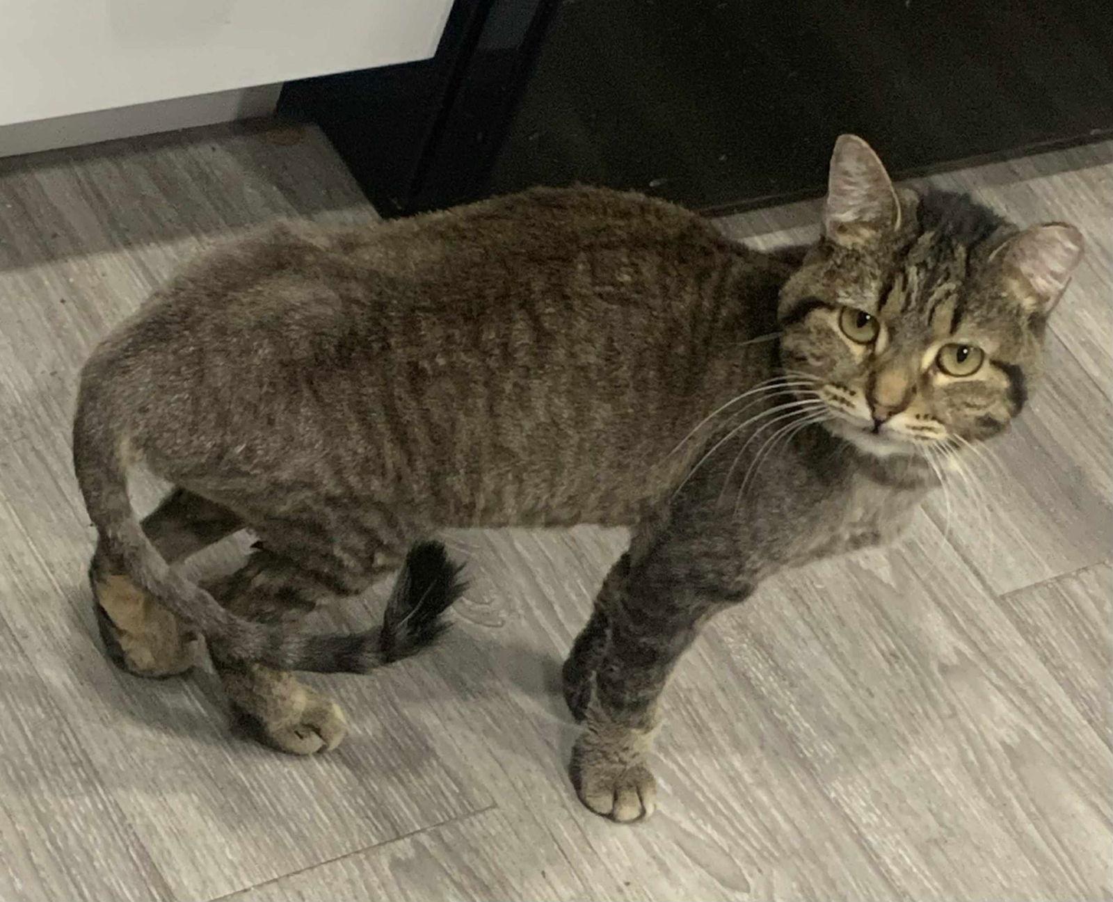 Capri, Adoptable, Adult Female Domestic Short Hair.