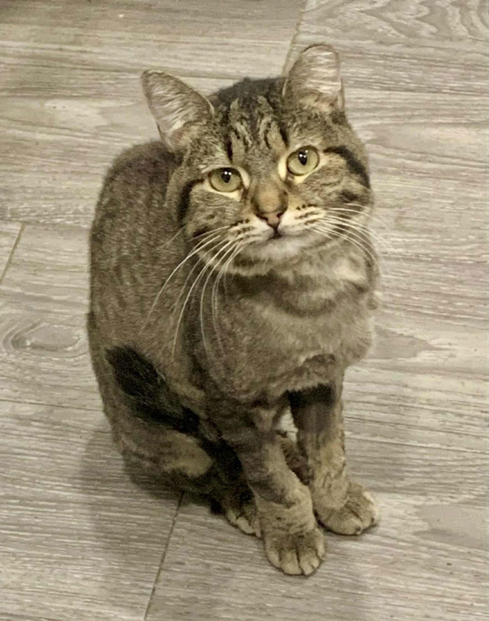 Capri, Adoptable, Young Female Domestic Short Hair.