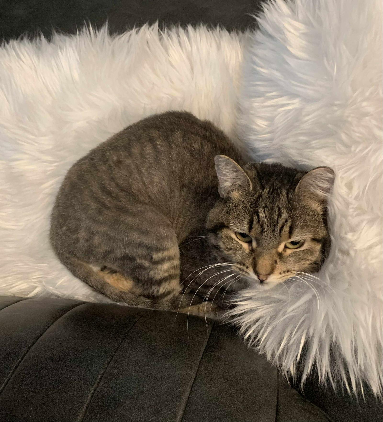 Enlarge Capri, a Adoptable Domestic Short Hair in Glendale, AZ image 3/3