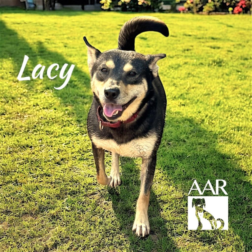Enlarge Lacy, a Adoptable mixed breed in Magnolia, TX image 1/6