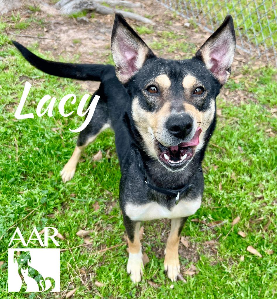 Enlarge Lacy, a Adoptable mixed breed in Magnolia, TX image 2/6