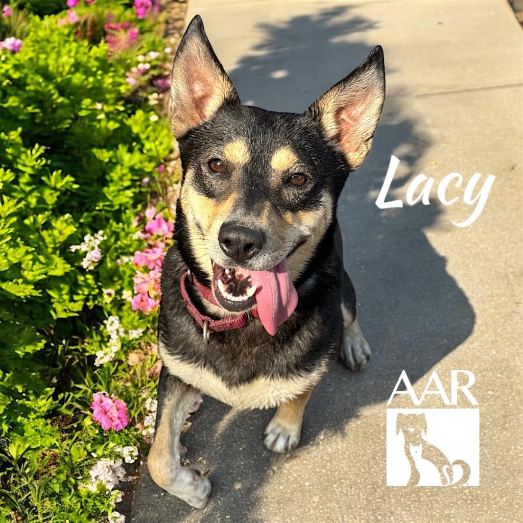 Enlarge Lacy, a Adoptable mixed breed in Magnolia, TX image 5/6