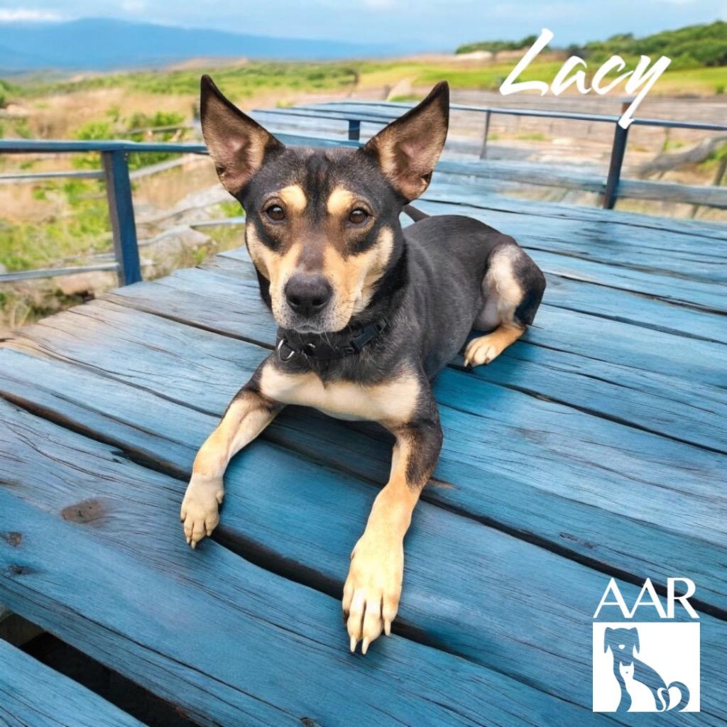 Enlarge Lacy, a Adoptable mixed breed in Magnolia, TX image 6/6