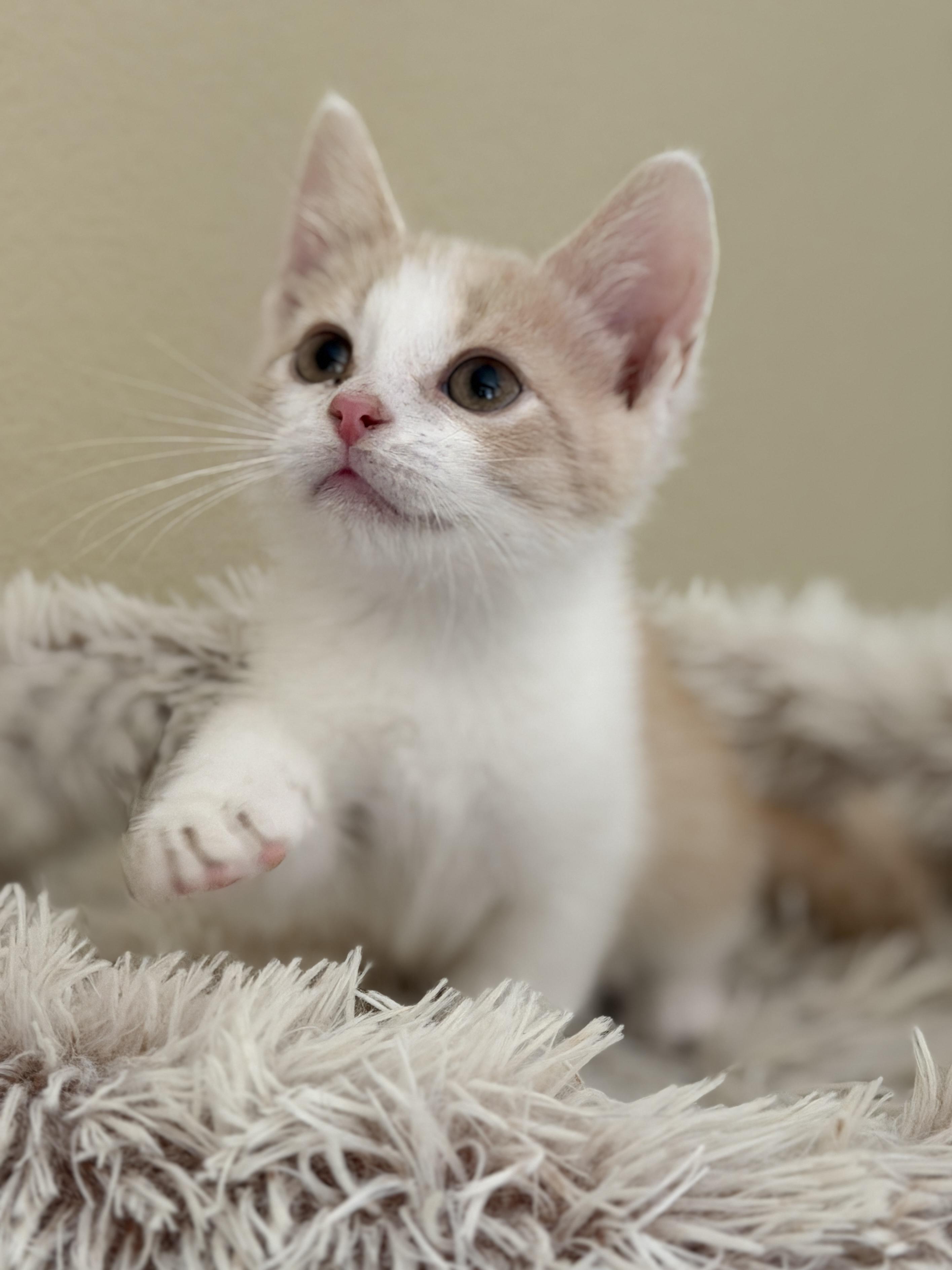 Dallas, an adopted Domestic Short Hair in Mission Viejo, CA image 2/2