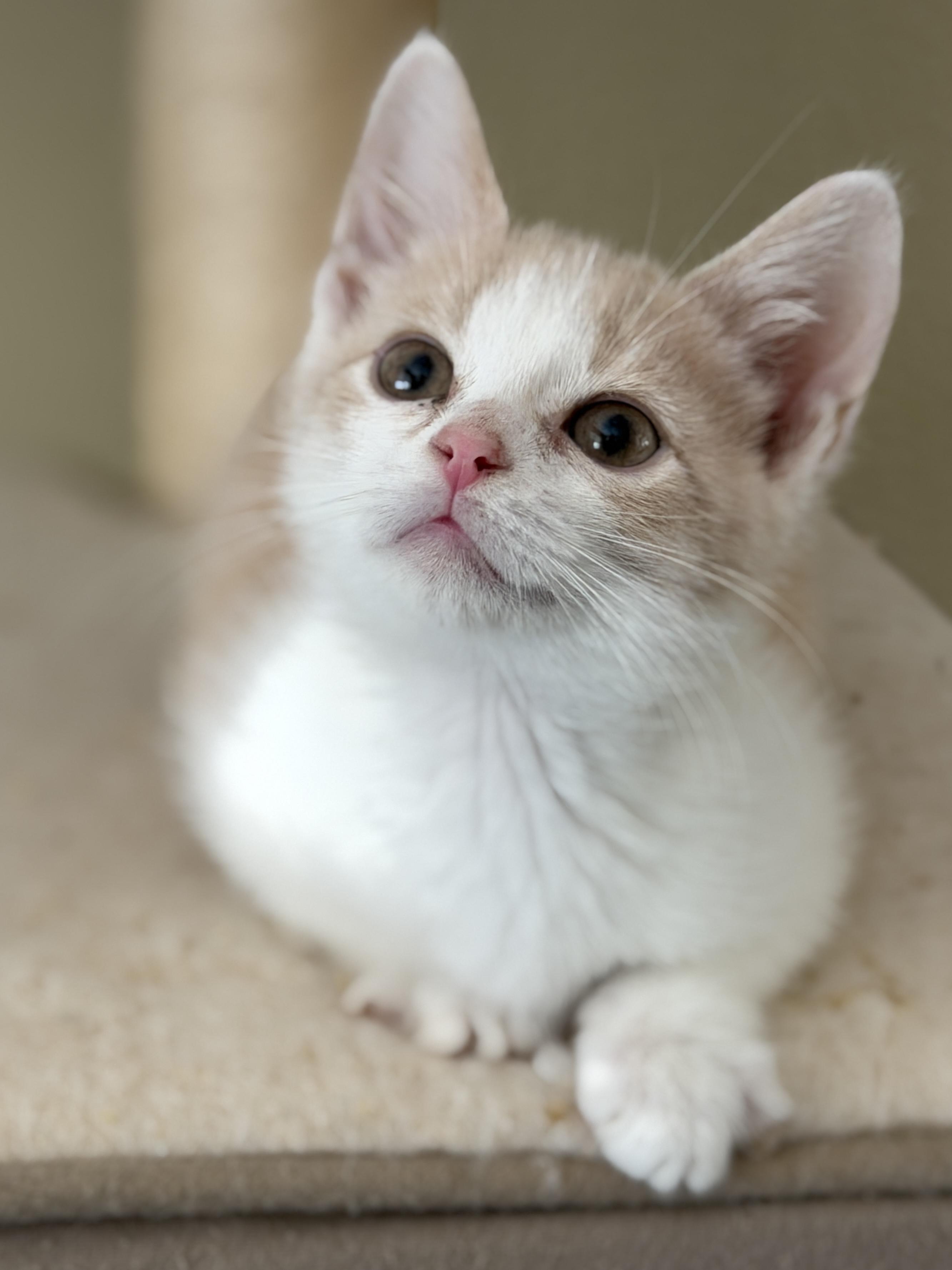 Dallas, adopted, Kitten Male Domestic Short Hair.