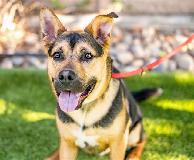 WALTER, Adoptable, Adult Male German Shepherd Dog & Mixed Breed.