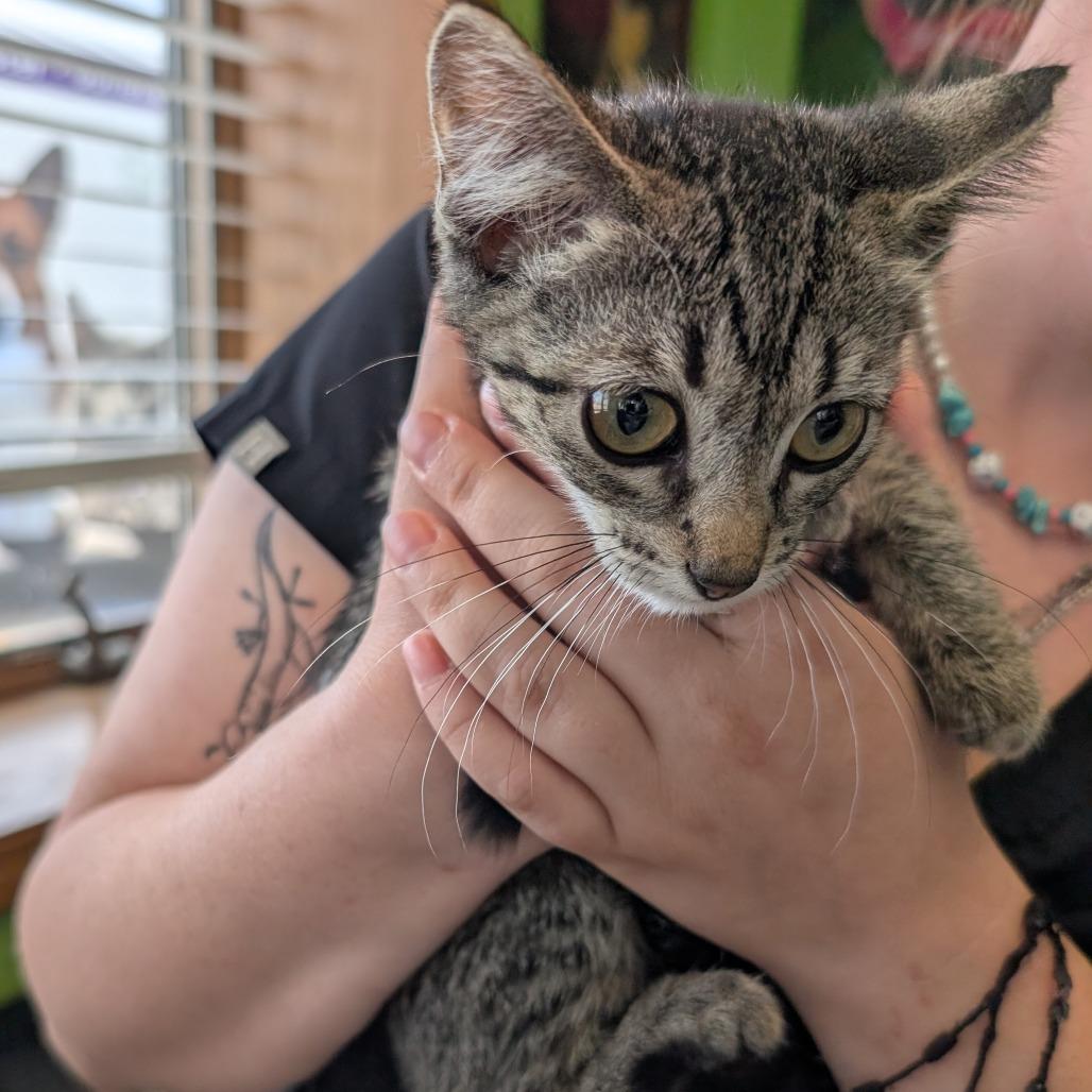Hampton Inn, Adoptable, Kitten Female Domestic Short Hair.