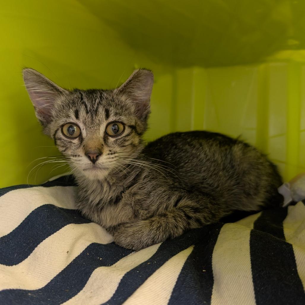 Hampton Inn, a Adoptable Domestic Short Hair in Emporia, KS image 2/3