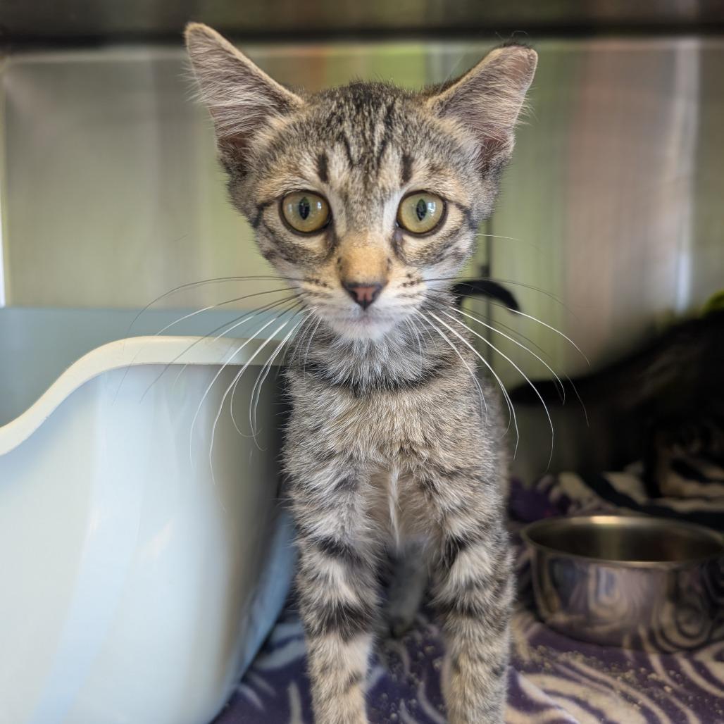 Hampton Inn, a Adoptable Domestic Short Hair in Emporia, KS image 3/3