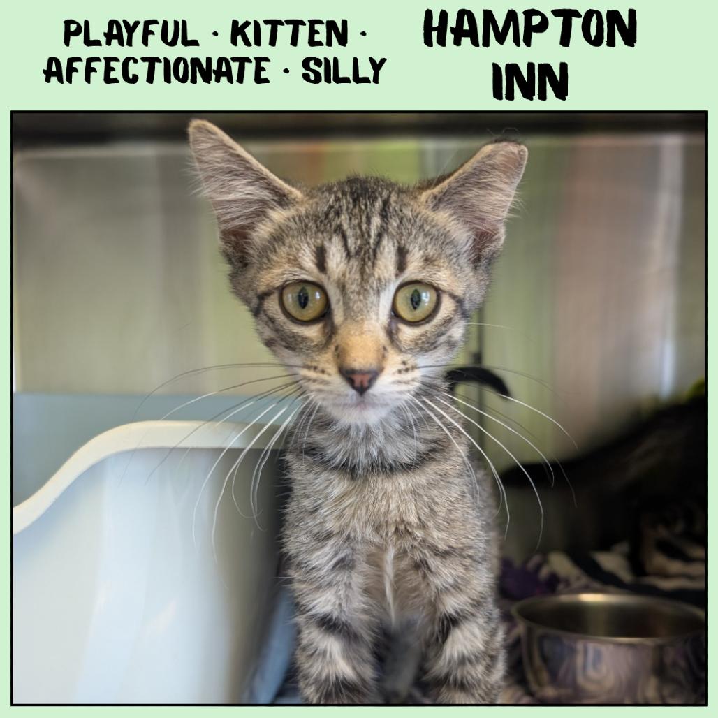 Enlarge Hampton Inn, a Adoptable Domestic Short Hair in Emporia, KS image 4/4