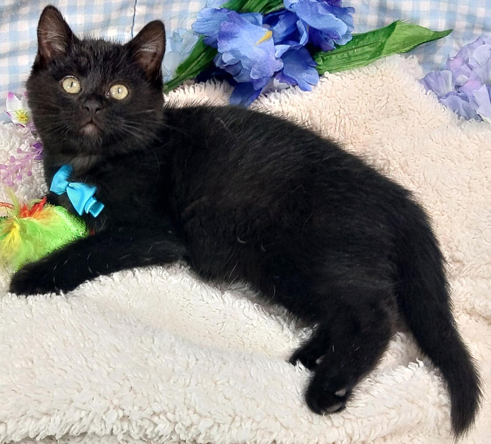 Bagheera, a Adoptable mixed breed in Lake Oswego, OR image 2/3